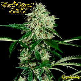 Northern Lights Auto - Green House