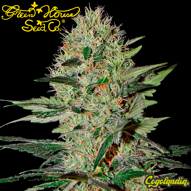 Exodus Cheese Auto - Green House