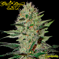 Exodus Cheese Auto - Green House