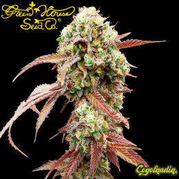 West Coast OG X Gelato 41 Auto - Green House