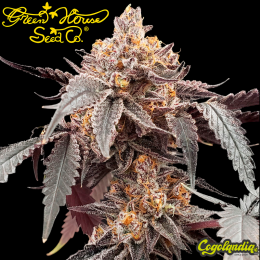 Guava X Gelato 41 Auto - Green House Seeds Semillas