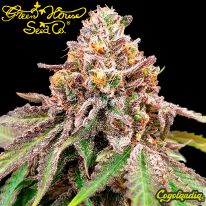 Blue Haze X Gelato 41 Auto - Green House