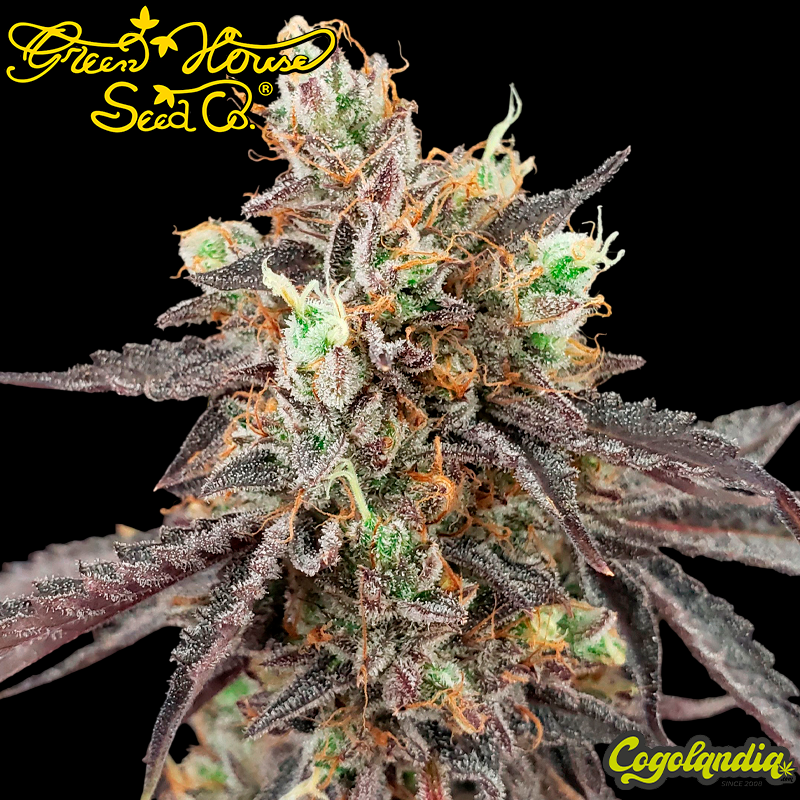 Gelato 41 X Gelato 41 Auto - Green House Semillas