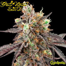 Gelato 41 X Gelato 41 Auto - Green House