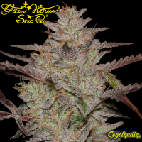 AlienZ Auto - Green House Seeds