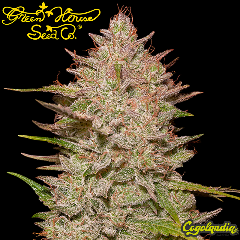 Chemical Candy Auto - Green House Seeds