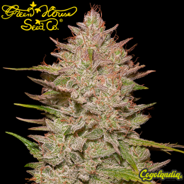 Chemical Candy Auto - Green House Seeds Semillas