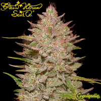 Chemical Candy Auto - Green House Seeds