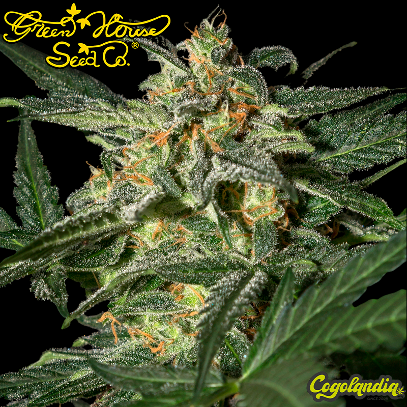 White Widow Auto - Green House