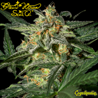 White Widow Auto - Green House