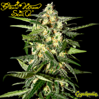 Jack Herer Auto - Green House Semillas autoflorecientes