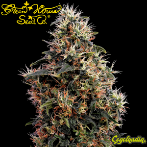 Sweet Mango Auto - Green House Seeds Semillas autoflorecientes