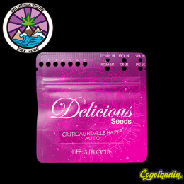 Critical Neville Haze Auto - Delicious Seeds Semillas