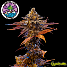 Eleven Roses Auto - Delicious Seeds Semillas autoflorecientes