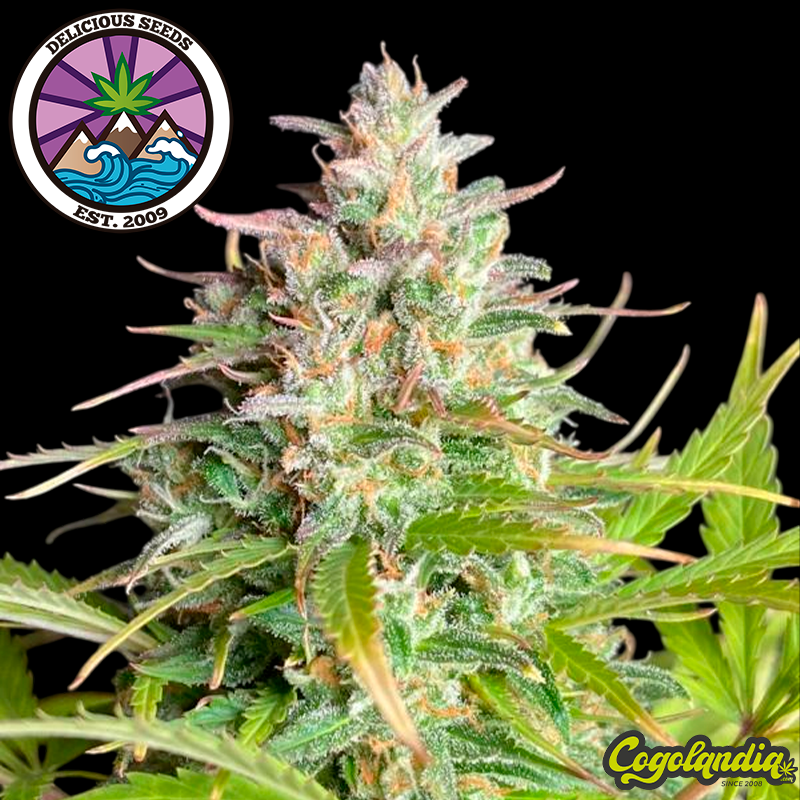 Sugar Black Rose Auto