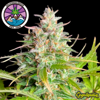 Sugar Black Rose Auto