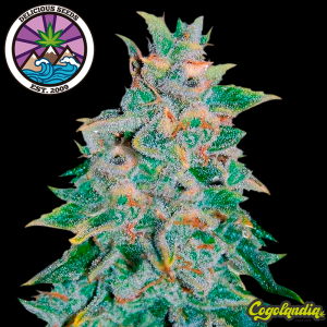 Northern Light Blue Auto