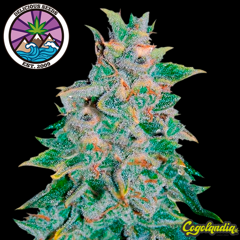 Northern Light Blue Auto