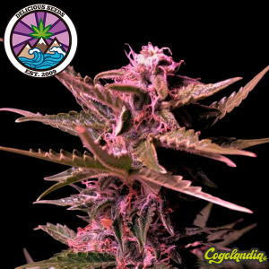 La Bella Afrodita Auto - Delicious Seeds Semillas