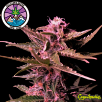 La Bella Afrodita Auto - Delicious Seeds Semillas