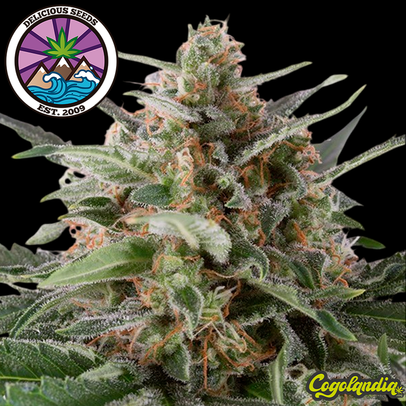 Il Diavolo Auto - Delicious Seeds Semillas autoflorecientes