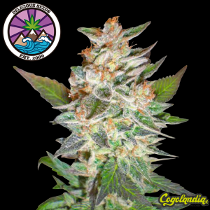 Delicious Dandy Auto