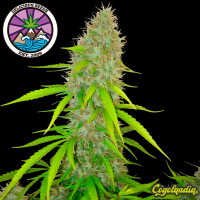 Critical Jack Herer Auto