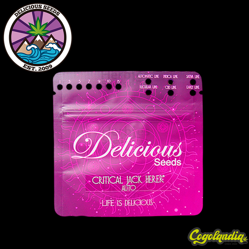 Critical Jack Herer Auto