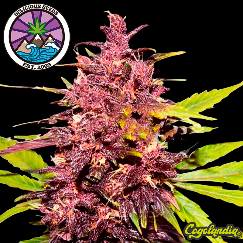 Dark Purple Auto - Delicious Seeds Semillas autoflorecientes