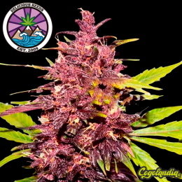 Dark Purple Auto - Delicious Seeds Semillas autoflorecientes