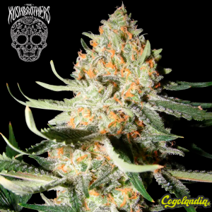 Exotic Kush - The Kush Brothers