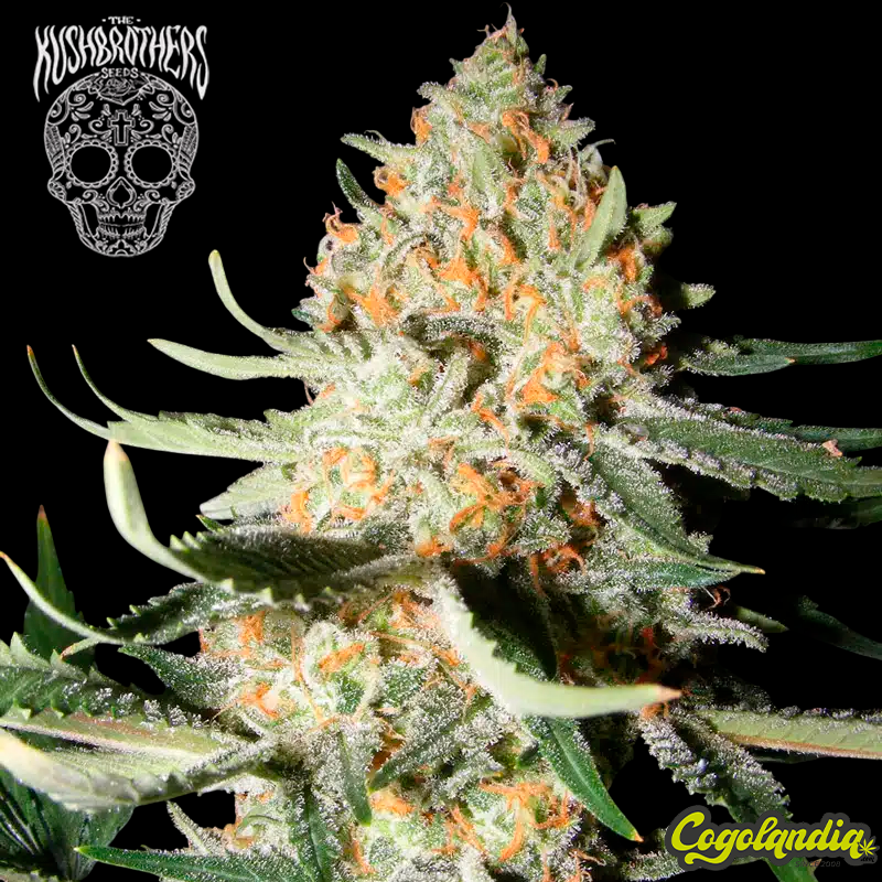 Exotic Kush - The Kush Brothers