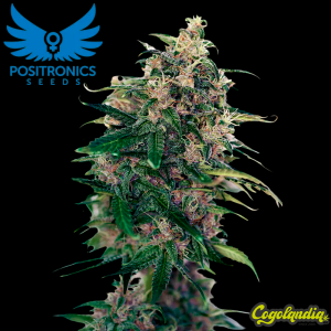 Somango 47 Auto - Positronics