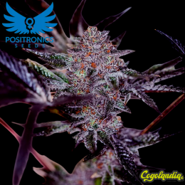 Purple Cherry Auto - Positronics Semillas autoflorecientes