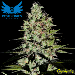 Mystic Cookie Auto - Positronics Semillas autoflorecientes