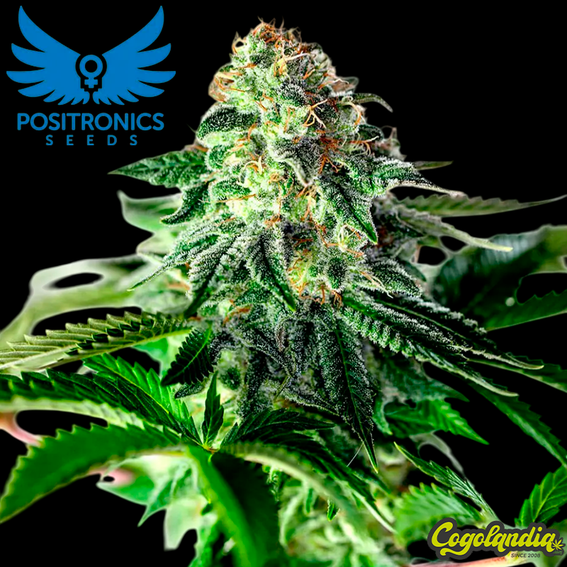 Sticky Dream Auto - Positronics Semillas autoflorecientes