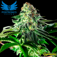 Sticky Dream Auto - Positronics Semillas autoflorecientes