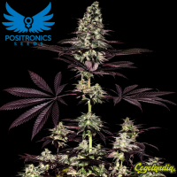 CBD+ Caramelice Express - Positronics