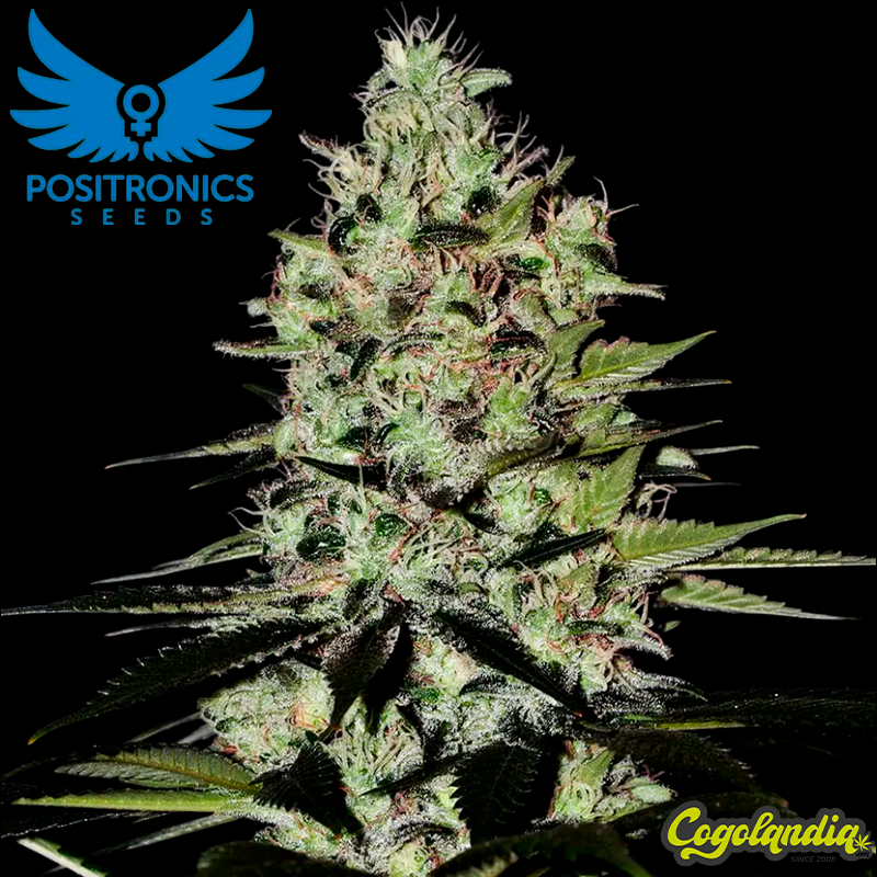 Wernard Express - Positronics