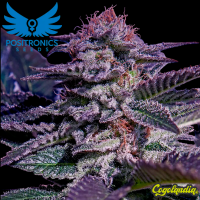 Kush Auto - Positronics Semillas autoflorecientes