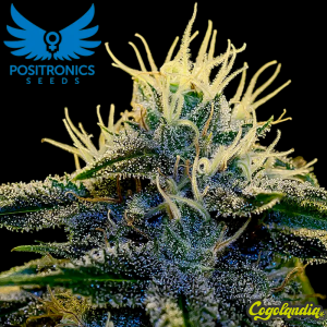 Afghan Express Auto - Positronics