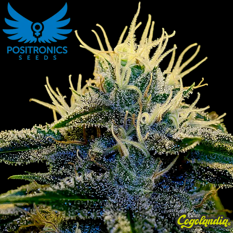 Afghan Express Auto - Positronics