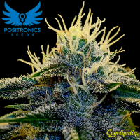 Afghan Express Auto - Positronics