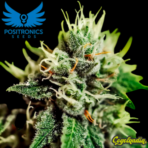 Critical n47 Express - Positronics