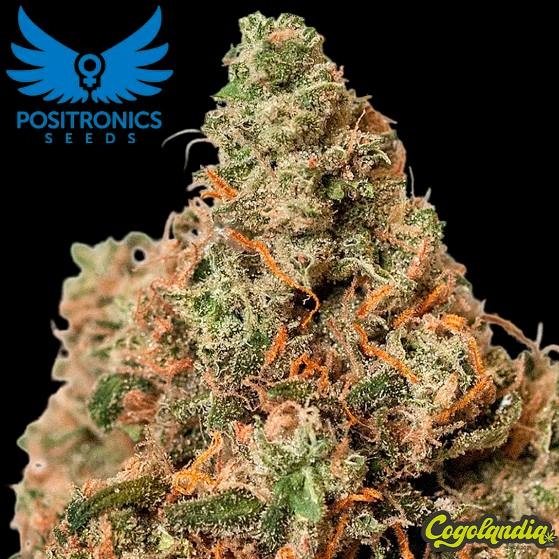 Supercheese Express - Positronics