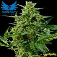 Northern Haze Express - Positronics