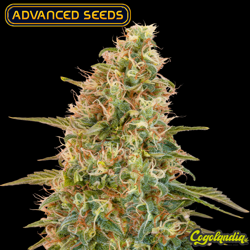 Auto Zkittlez - Advanced Seeds