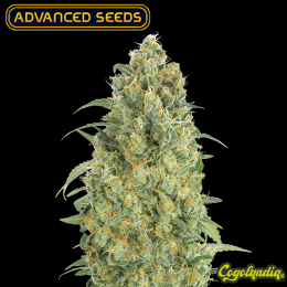 Auto Strawberry Gum - Advanced Seeds