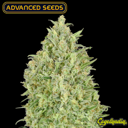 Auto Pineapple Glue - Advanced Seeds