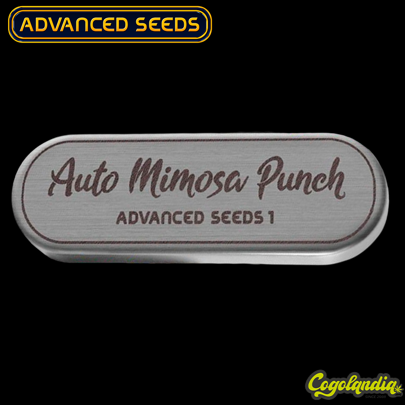 Auto Mimosa Punch - Advanced Seeds Semillas autoflorecientes